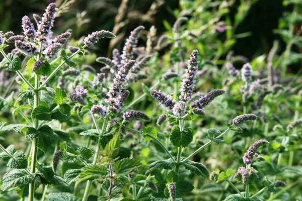 Mentha Spicata, commonly known as Spearmint, is a perennial herb that is widely used in the dental industry for its therapeutic properties.