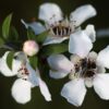 Leptospermum Scoparium (Manuka)