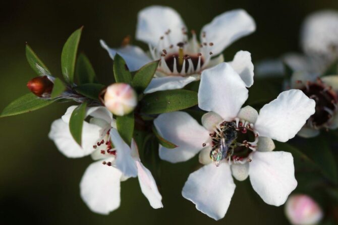 Leptospermum Scoparium (Manuka)