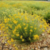 Helichrysum Italicum (Immortelle)