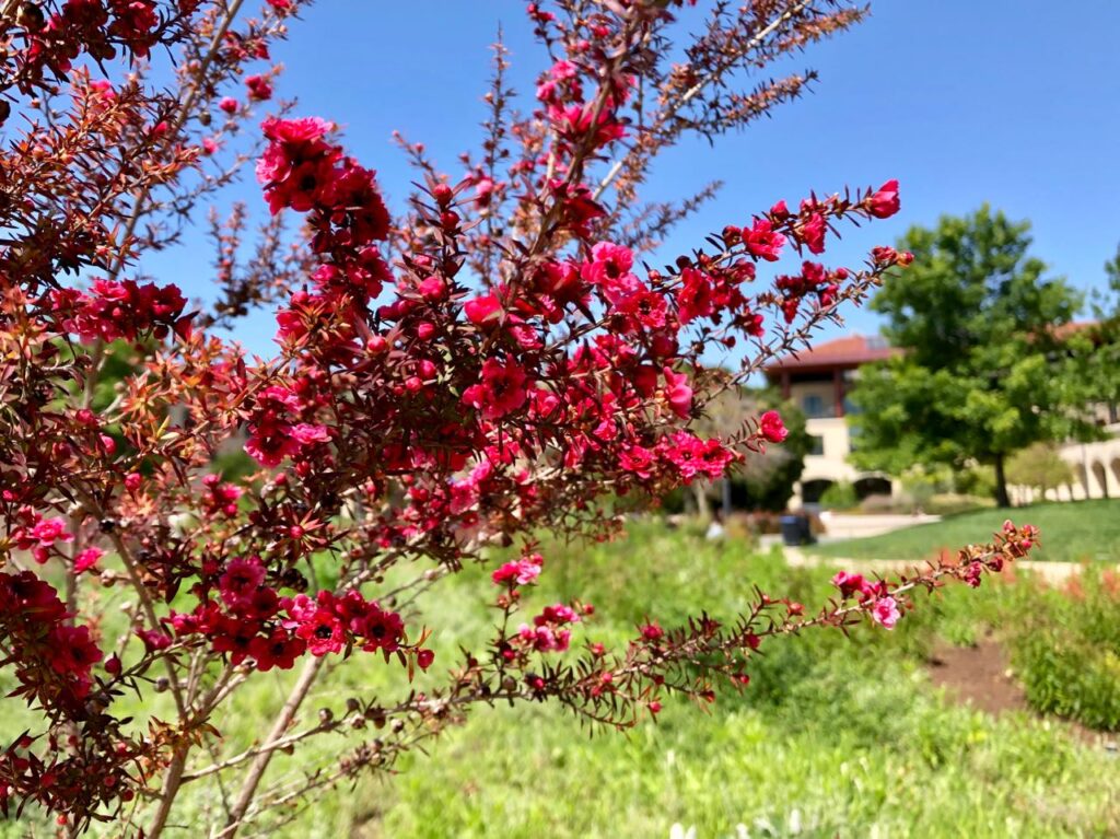 Leptospermum Scoparium 