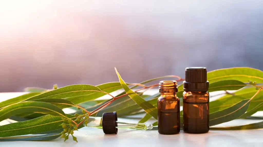 Eucalyptus Oil for gums